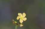 Hairy St. Johnswort